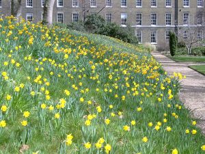 Daffodils